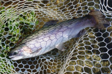 秋晴れのフィッシングパーク高島の泉で釣りま…